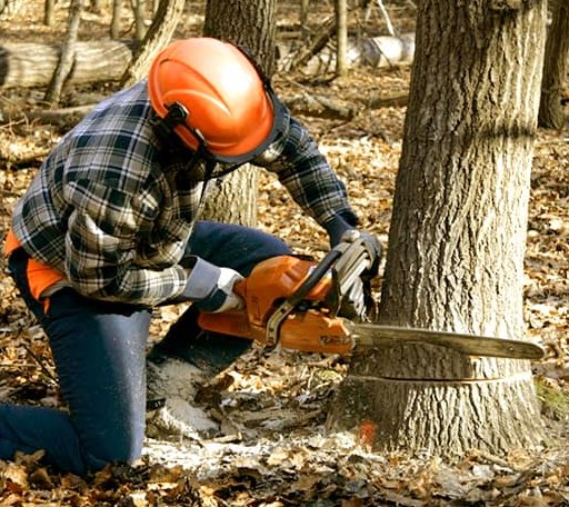 Tree Removal in Beason, IL